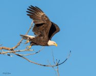 EagleTakeoff-755.jpg