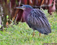 DSC_3237_001.JPG