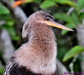 DSC_3246_001.JPG