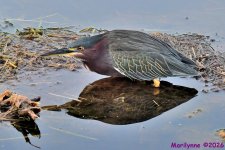DSC_3250_001.JPG
