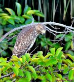 DSC_3269_001.JPG