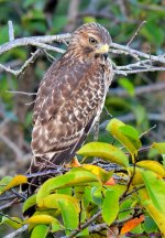 DSC_3293_001.JPG