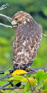 DSC_3305_001.JPG