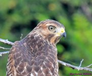 DSC_3310_001.JPG