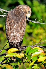 DSC_3312_001.JPG