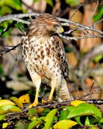 DSC_3345_001.JPG