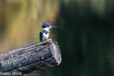 D50_0611-Edit.jpg
