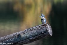 D50_0613-Edit.jpg