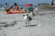 Line of Gulls 50.jpg