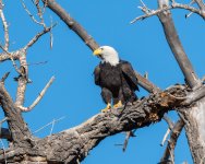EagleSequence-759.jpg