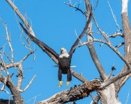 EagleSequence-761.jpg