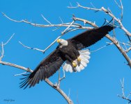 EagleSequence-764.jpg
