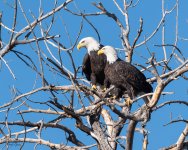 EaglePair-759.jpg