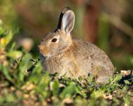 Bunny-759.jpg