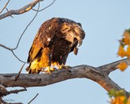 EaglePellet-759.jpg