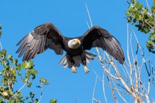 EagleFlight-759.jpg