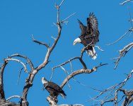 EagleLanding-759.jpg