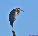 DSC_3749_001.JPG