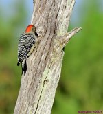 DSC_3751_001.JPG