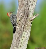 DSC_3756_001.JPG