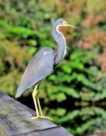 DSC_3767_001.JPG