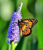 DSC_3779_001.JPG