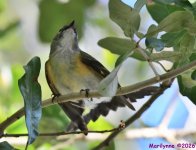 DSC_3785_001.JPG