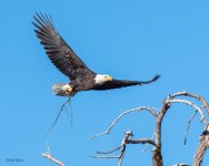 EagleSticks-761.jpg