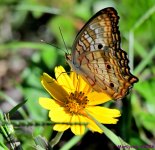 DSC_4000_001.JPG