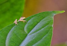 DSC_3987_001.JPG