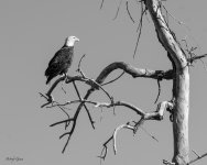 BWEagle-759.jpg
