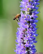 DSC_4048_001.JPG