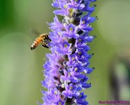 DSC_4050_001.JPG