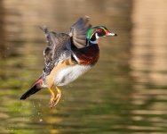 WoodDuckFlight-759.jpg