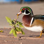 WoodDuckCrabapple-759.jpg