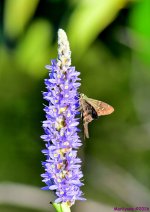 DSC_4067_001.JPG