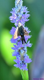 DSC_4072_001.JPG