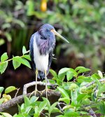 DSC_4130_001.JPG