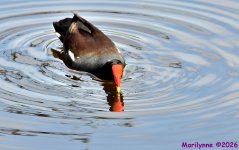 DSC_4135_001.JPG