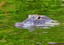 DSC_4137_001.JPG