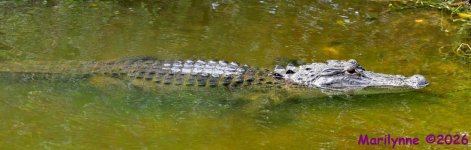 DSC_4142_stitch4_001.JPG
