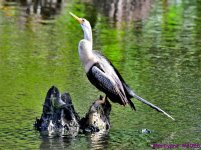 DSC_4216_001.JPG