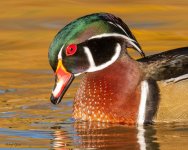 WoodDuckHead-767.jpg