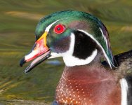 WoodDuckHead-769.jpg