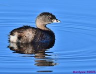 DSC_4281_001.JPG