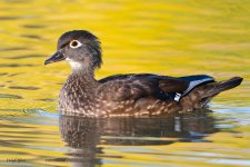 WoodDuckHen-760.jpg