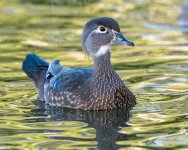 WoodDuckHen-761.jpg