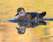 WoodDuckHen-765.jpg