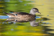 WoodDuckHen-767.jpg