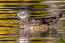 WoodDuckHen-768.jpg